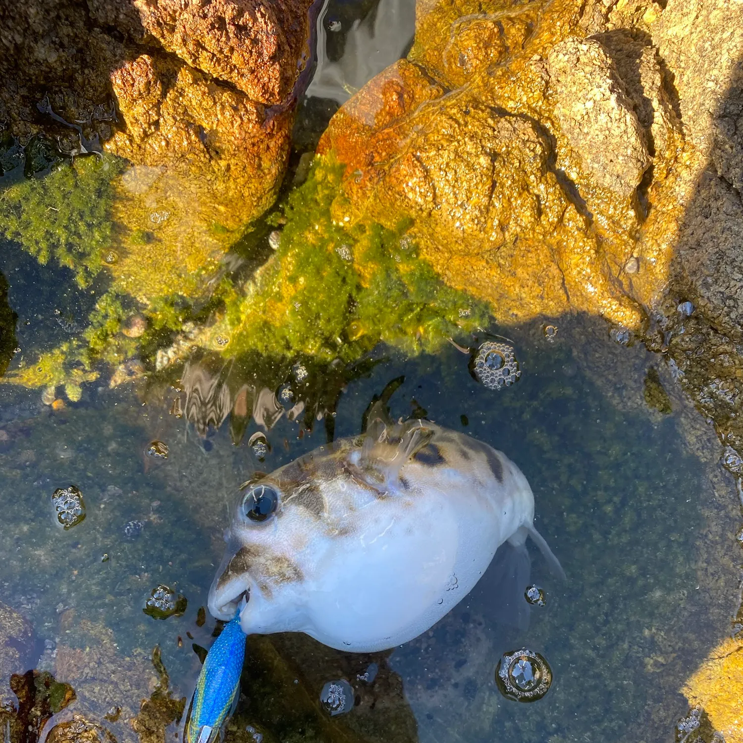 The most recent Smooth toadfish catches on Fishbrain