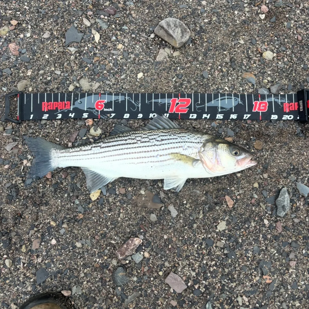 Striped bass caught on Fishbrain