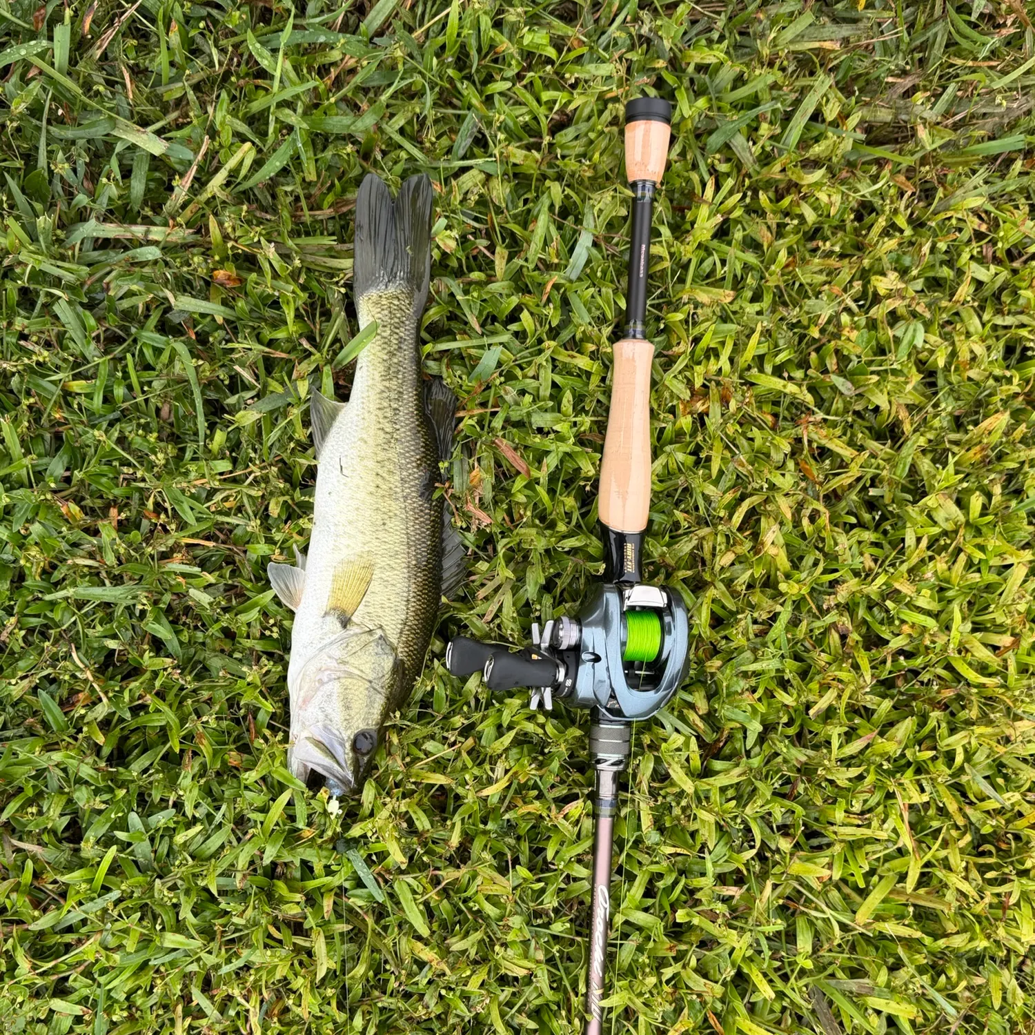 Largemouth bass caught on Fishbrain