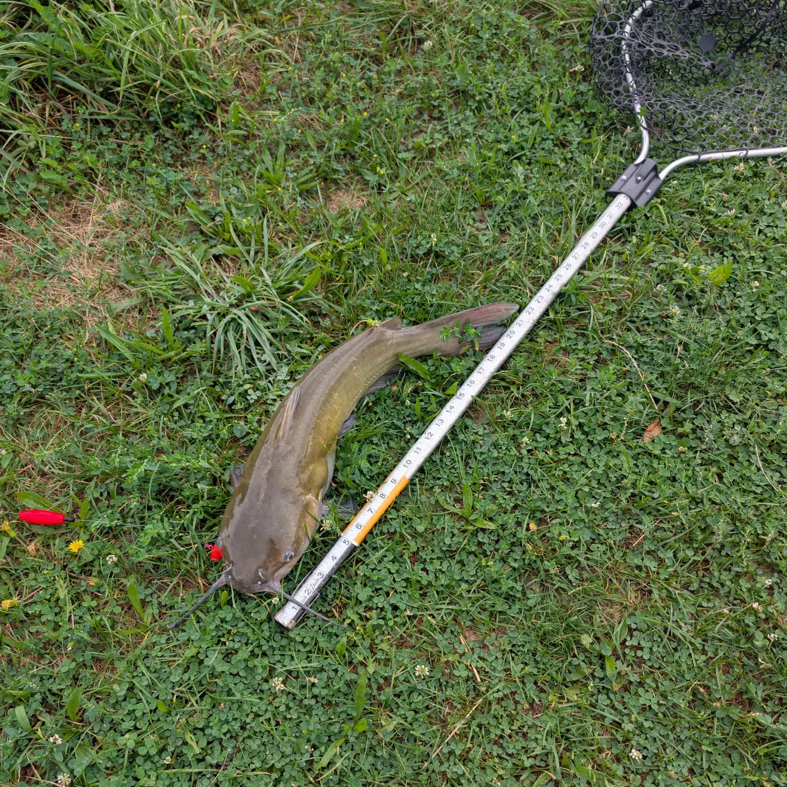 Channel catfish caught on Fishbrain