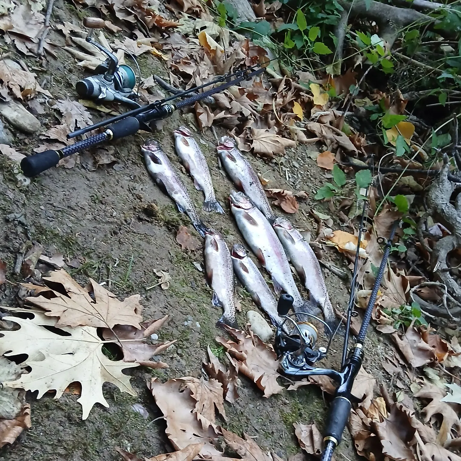 Rainbow trout caught on Fishbrain