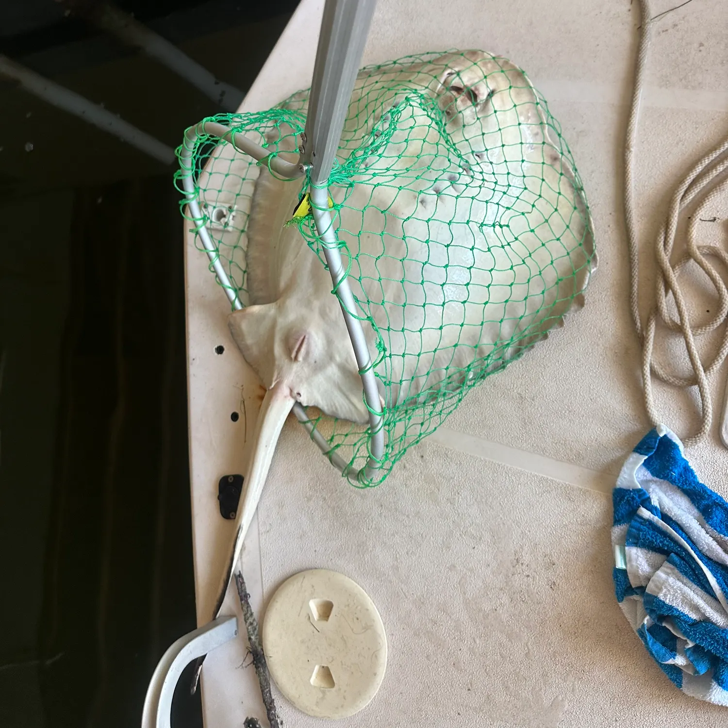 The most recent Sharpnose stingray catches on Fishbrain