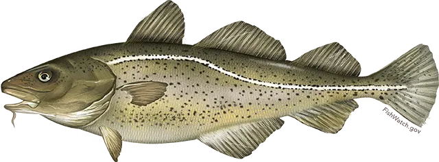 Atlantic cod