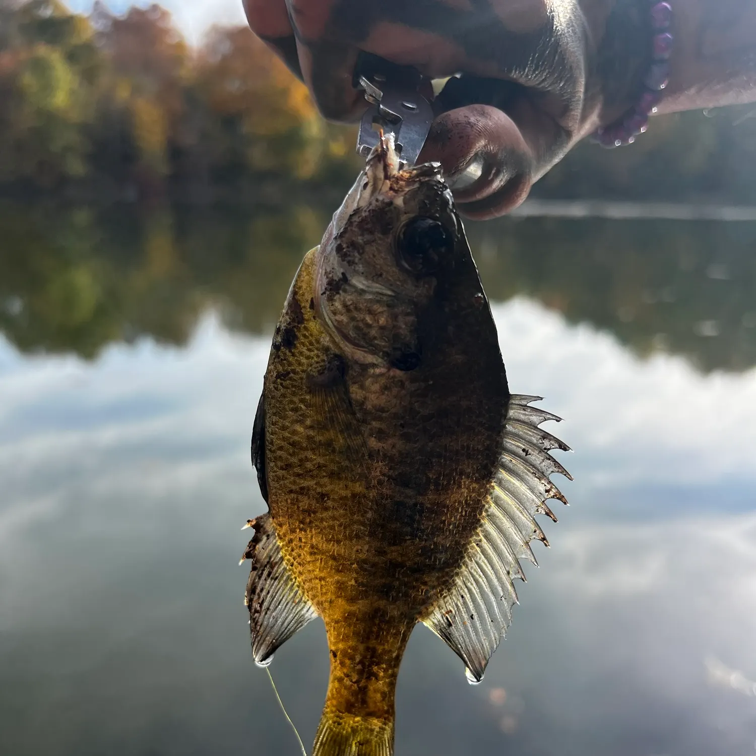 White crappie caught on Fishbrain