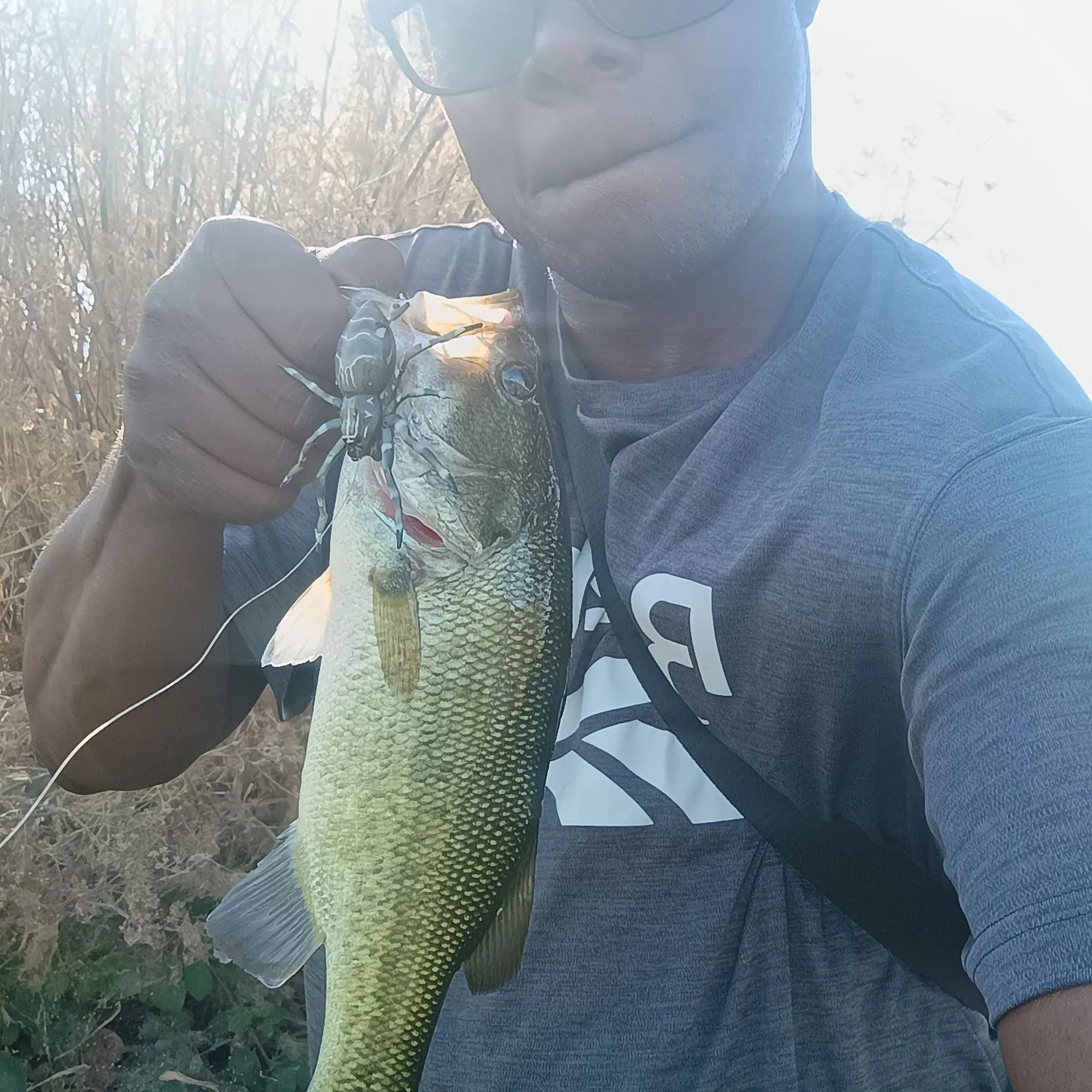 Largemouth bass caught on Fishbrain