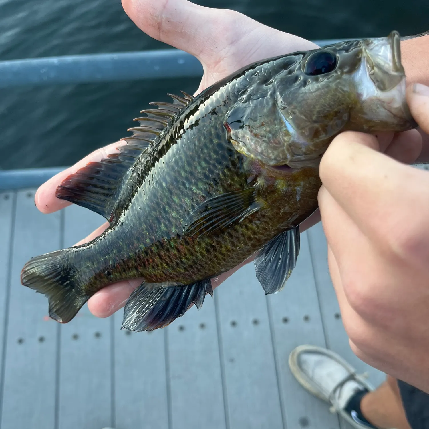 The most recent Rock bass catches on Fishbrain