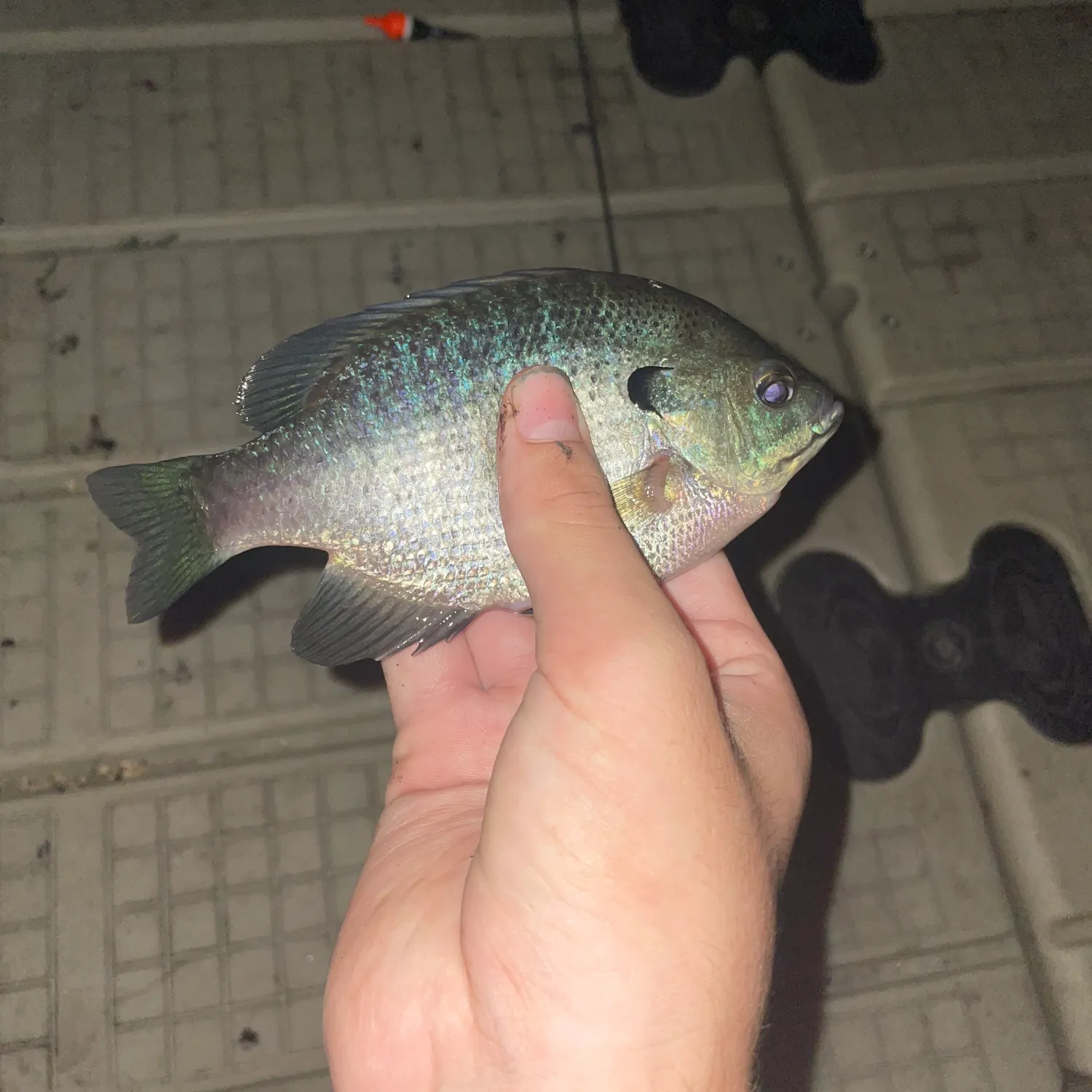 Bluegill caught on Fishbrain