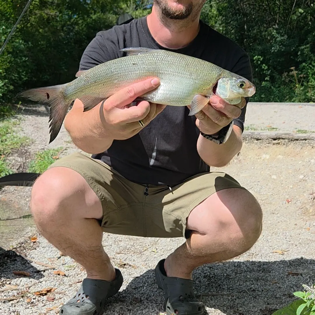 Broad whitefish caught on Fishbrain