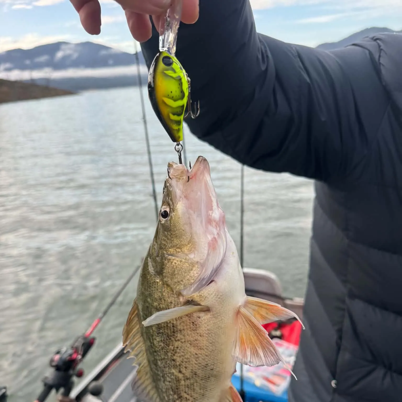 Golden perch caught on Fishbrain