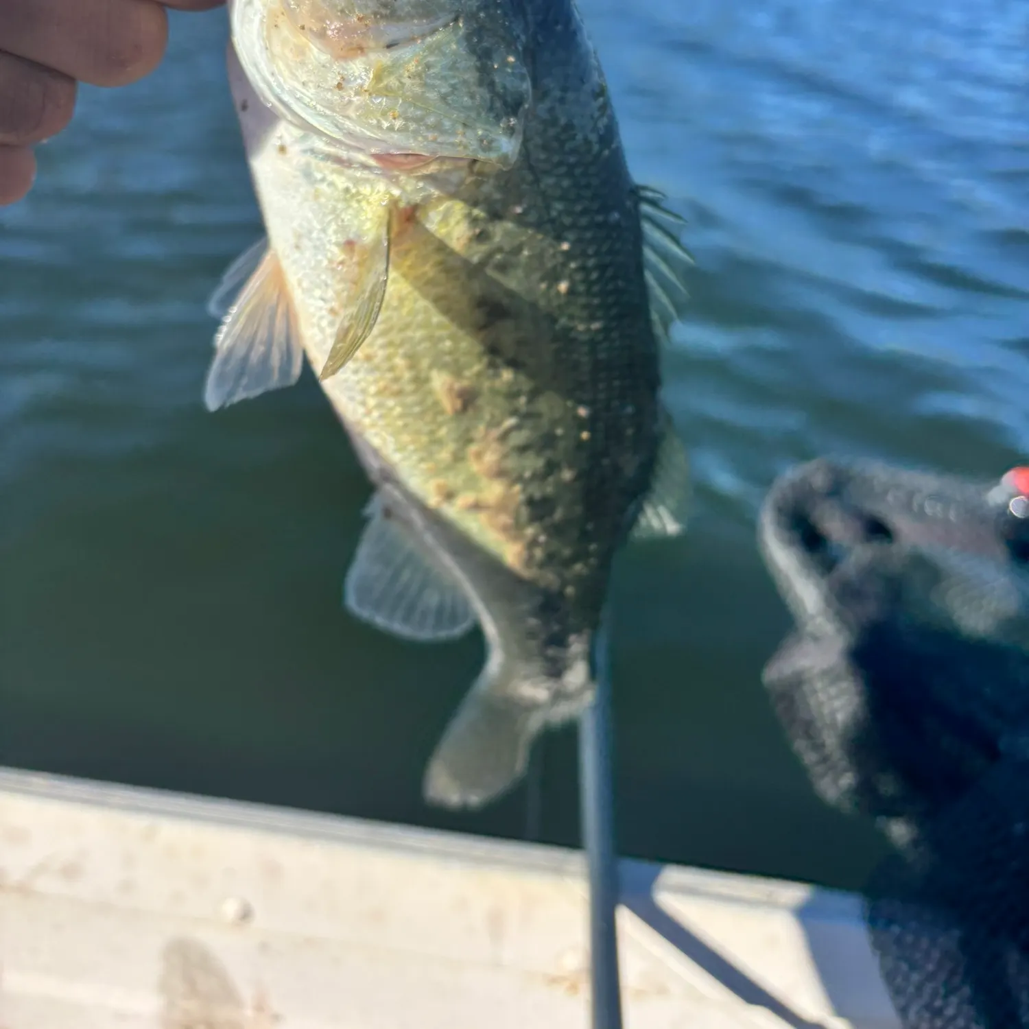 Fish caught on Fishbrain