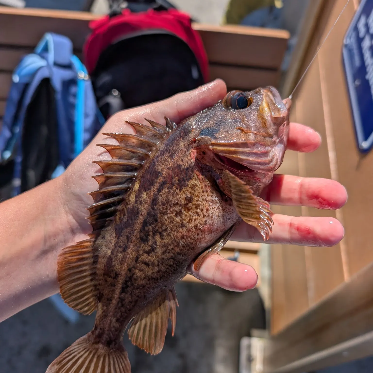 catch