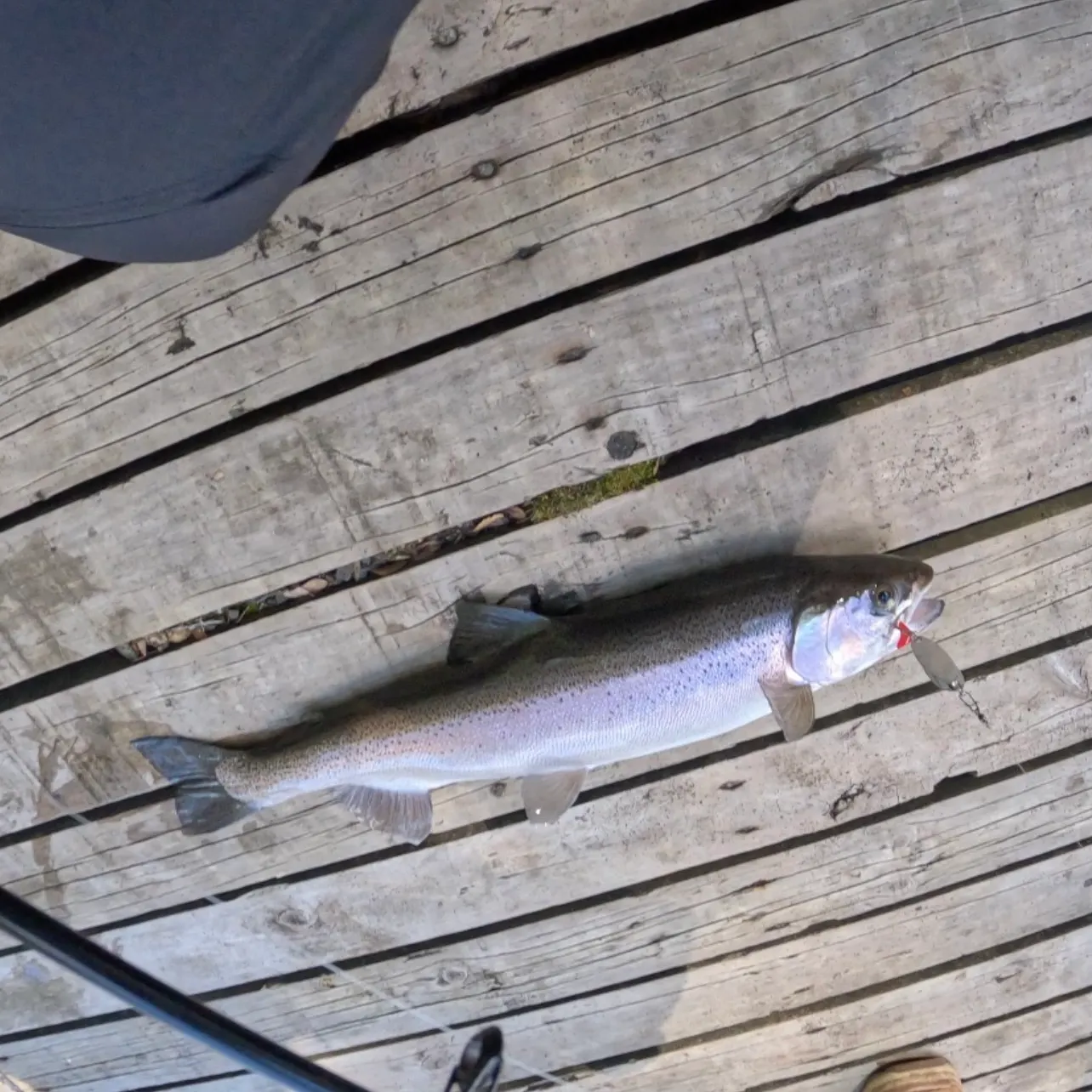 Rainbow trout caught on Fishbrain