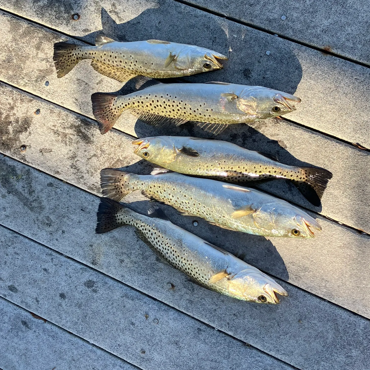 recently logged catches