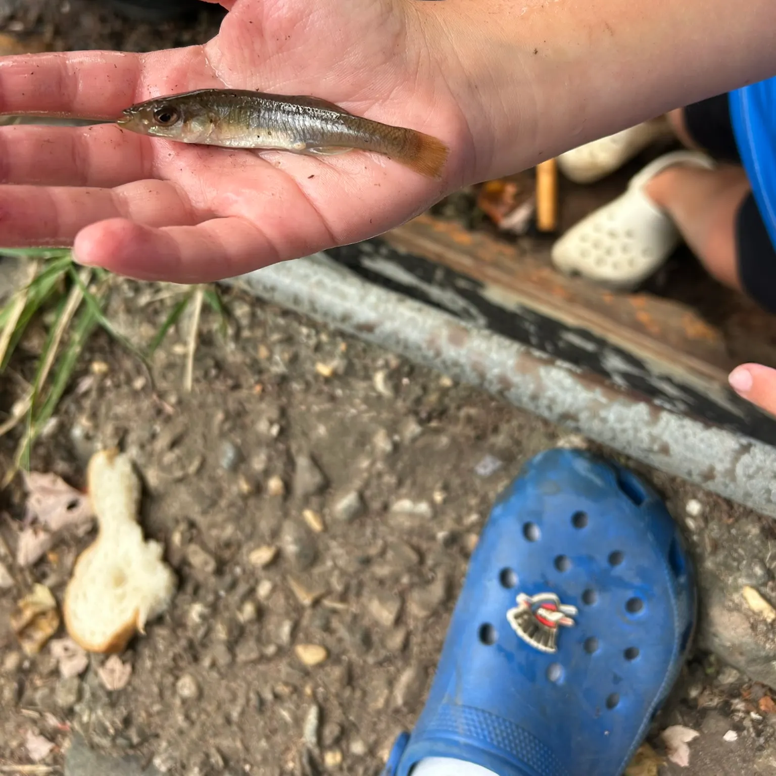 The most recent Lined topminnow catches on Fishbrain