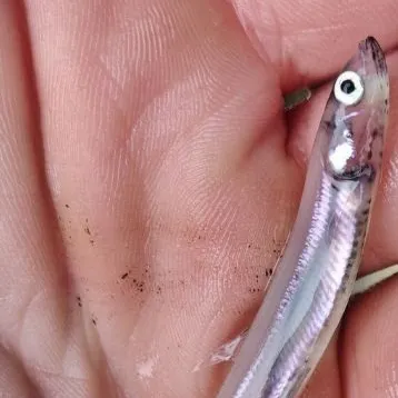 The most recent Brook silverside catches on Fishbrain