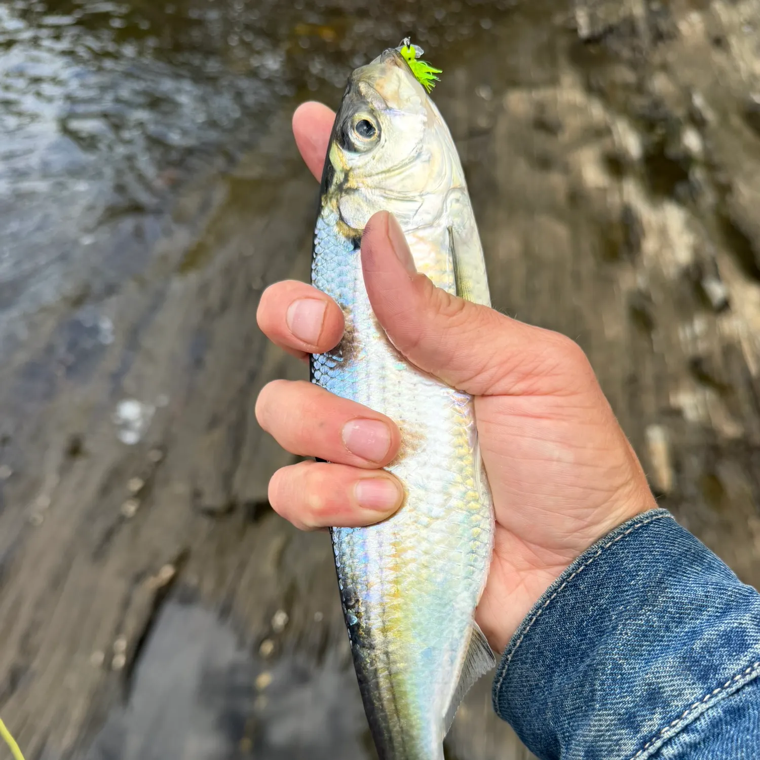 The most recent Blueback shad catches on Fishbrain