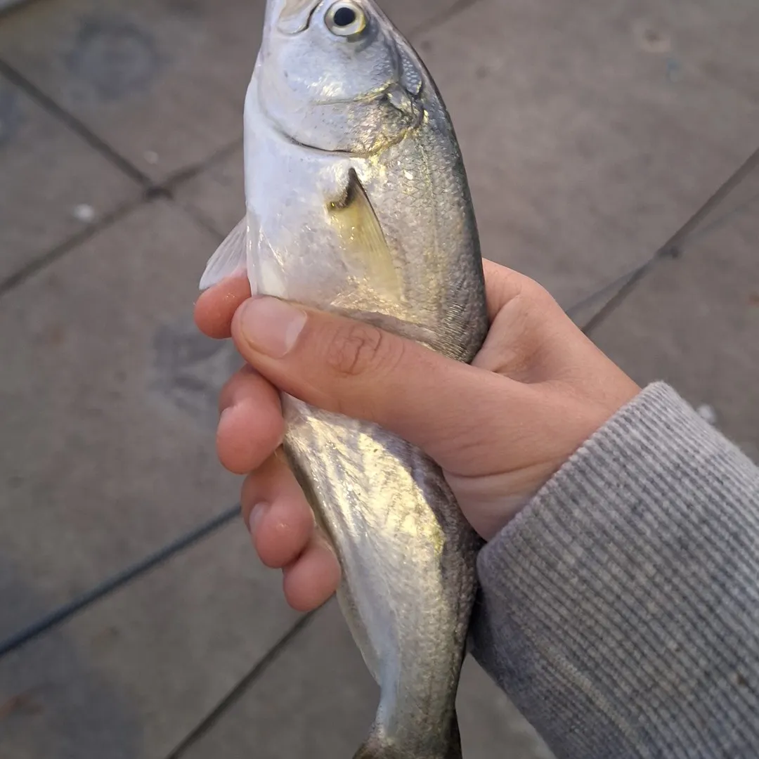 Bluefish caught on Fishbrain