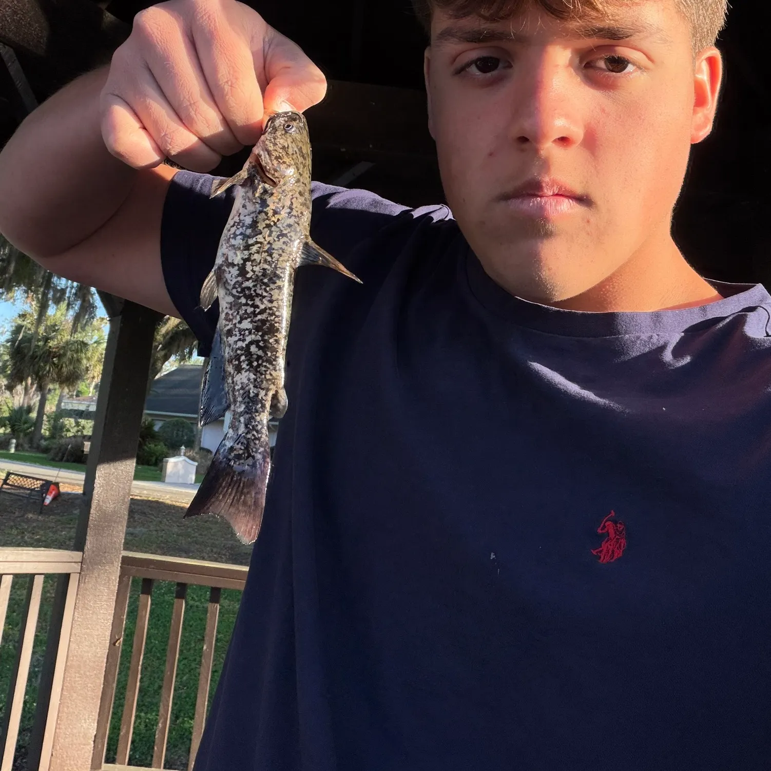 The most recent Spotted bullhead catches on Fishbrain