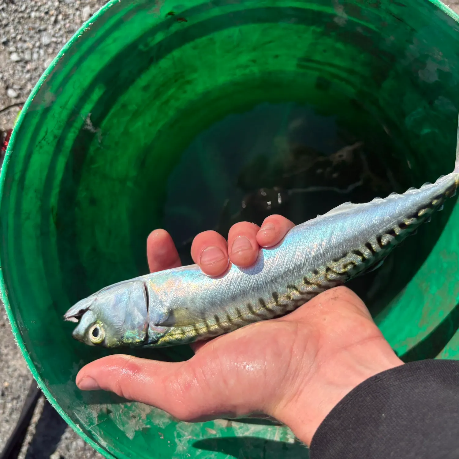 Atlantic mackerel caught on Fishbrain