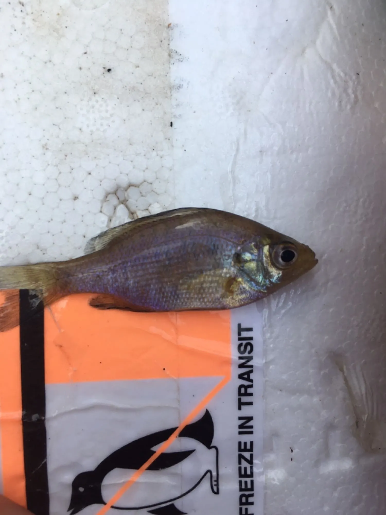 Post image from jrandolph7271