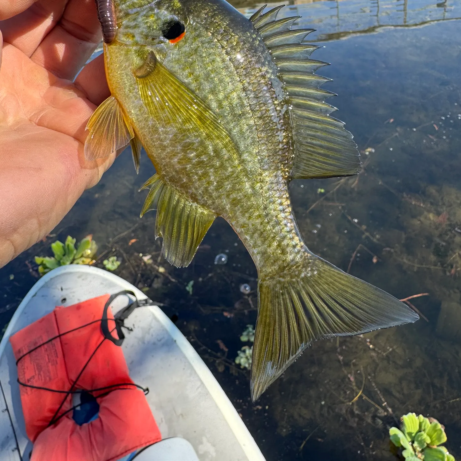 The most recent Redear sunfish catches on Fishbrain