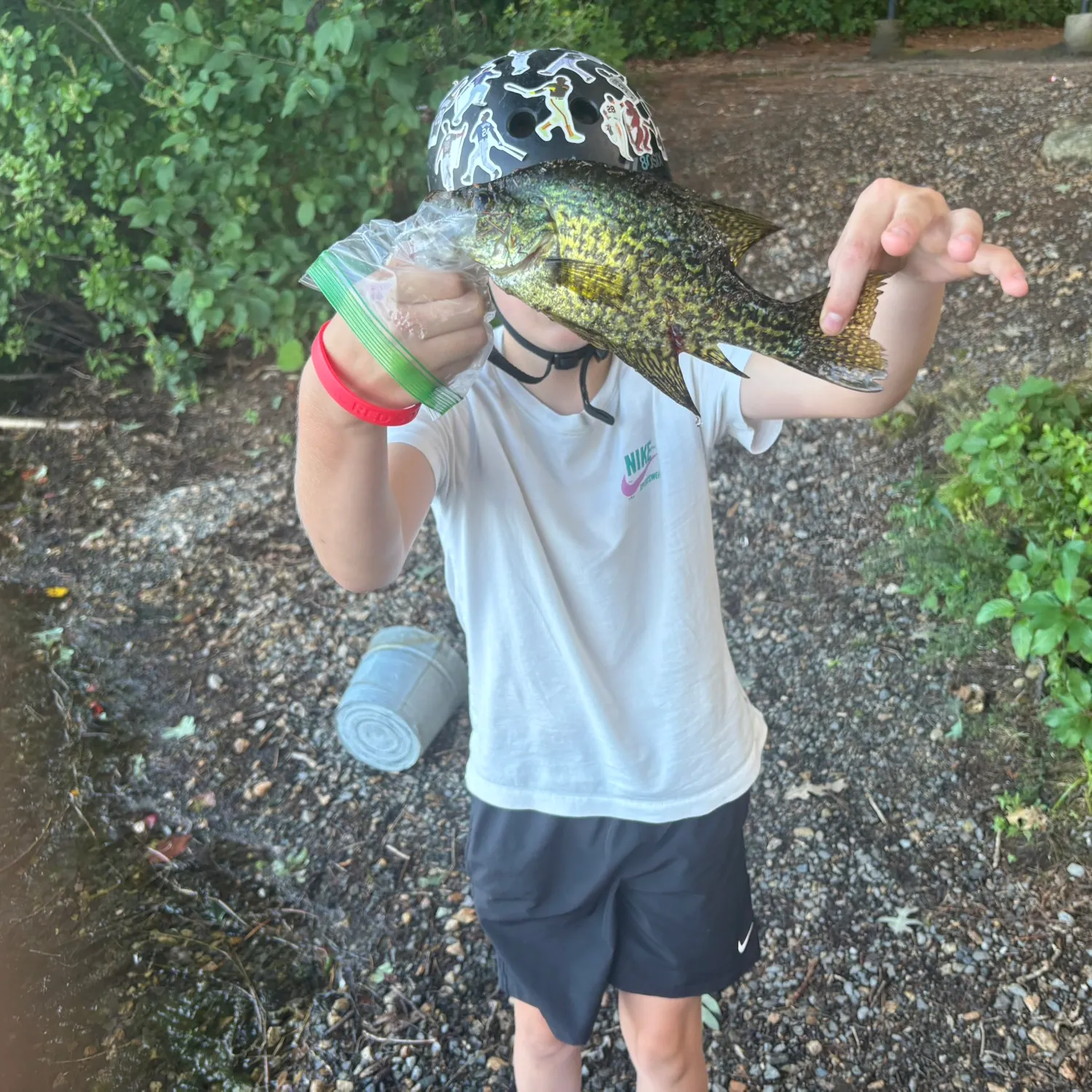 Black crappie caught on Fishbrain