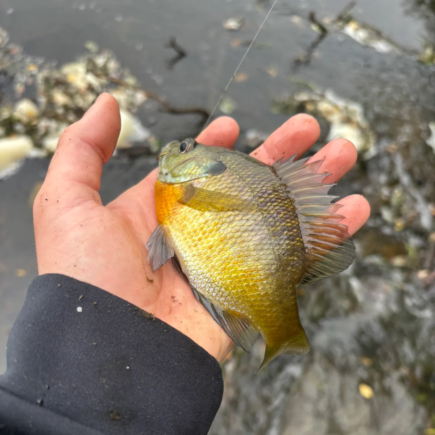 Bluegill caught on Fishbrain