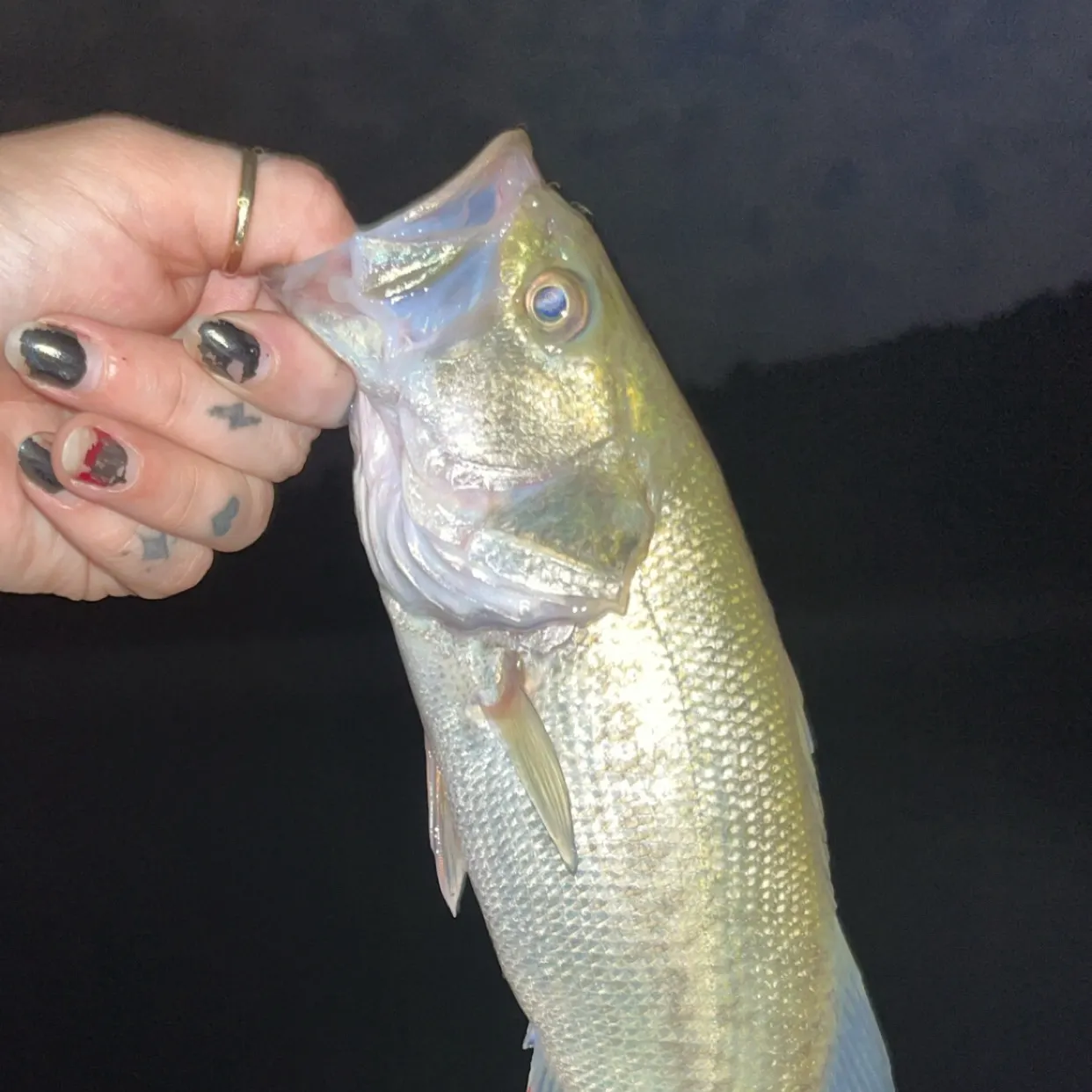 Largemouth bass caught on Fishbrain
