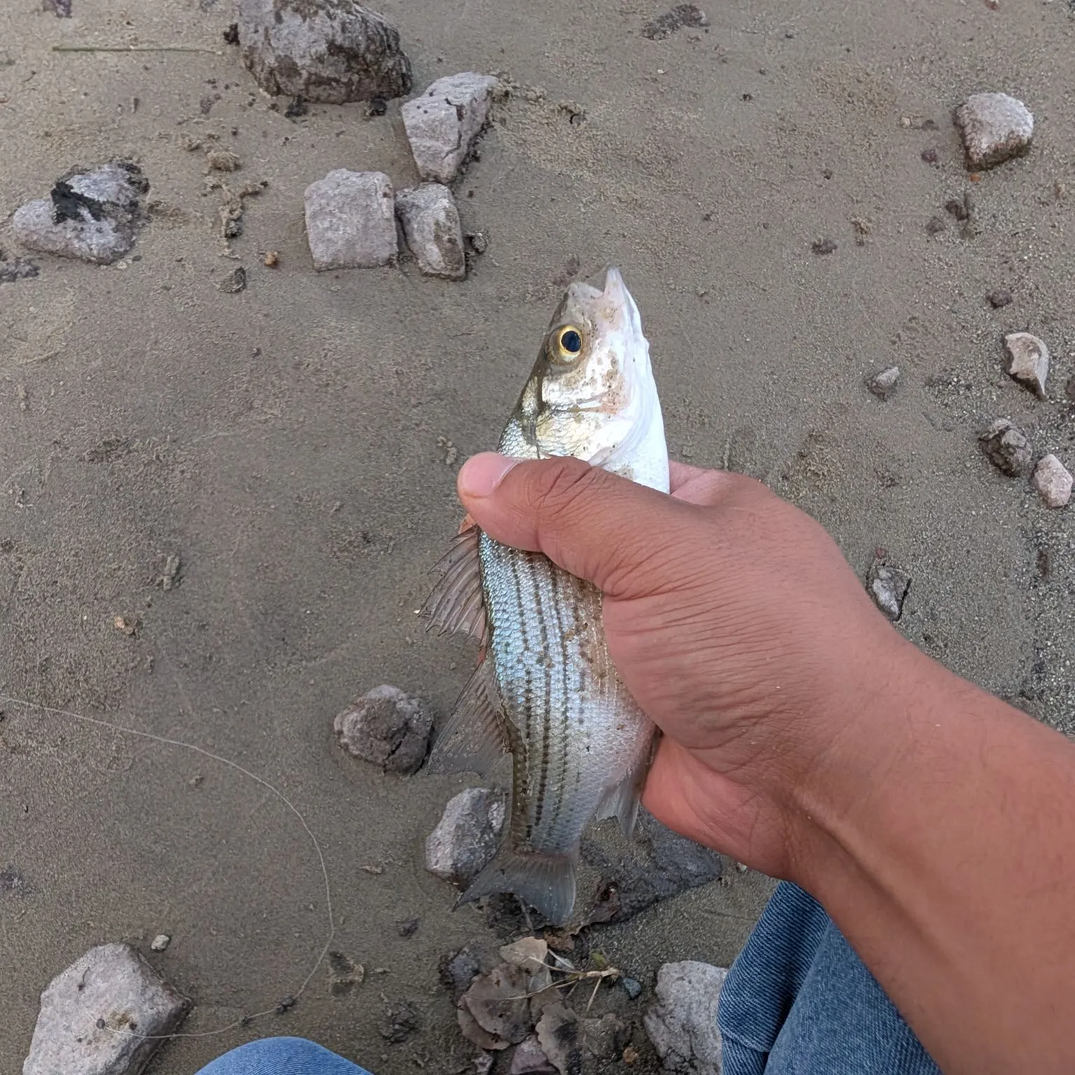Striped bass caught on Fishbrain