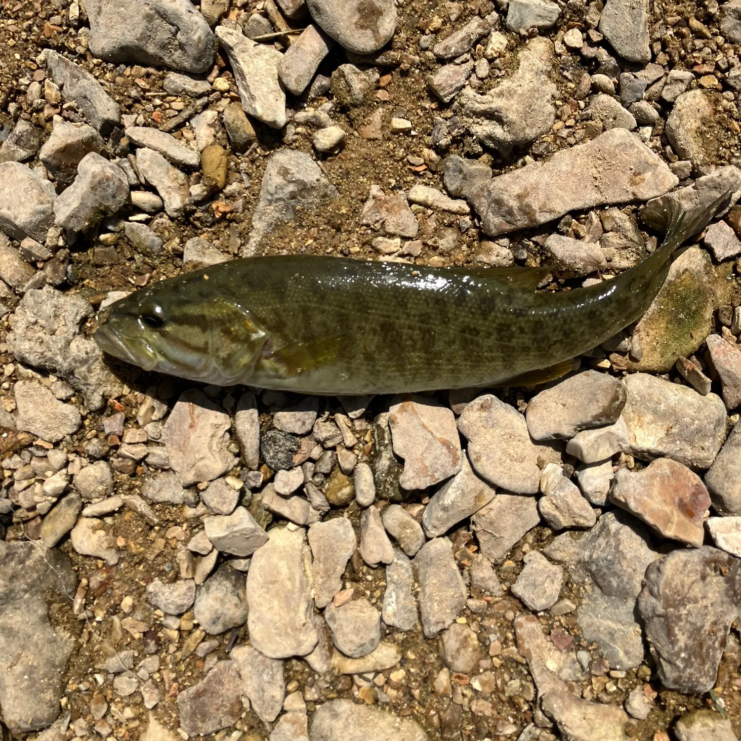 Smallmouth bass caught on Fishbrain