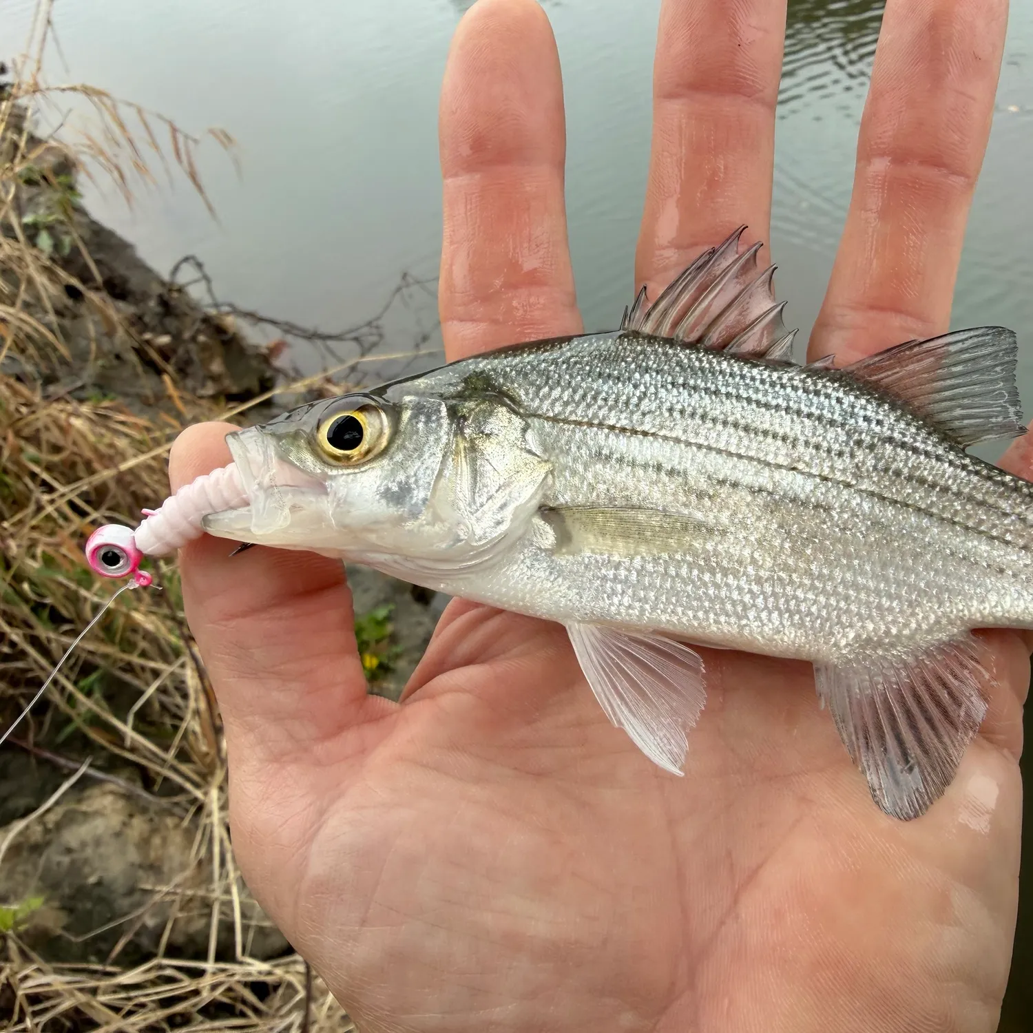 White bass caught on Fishbrain