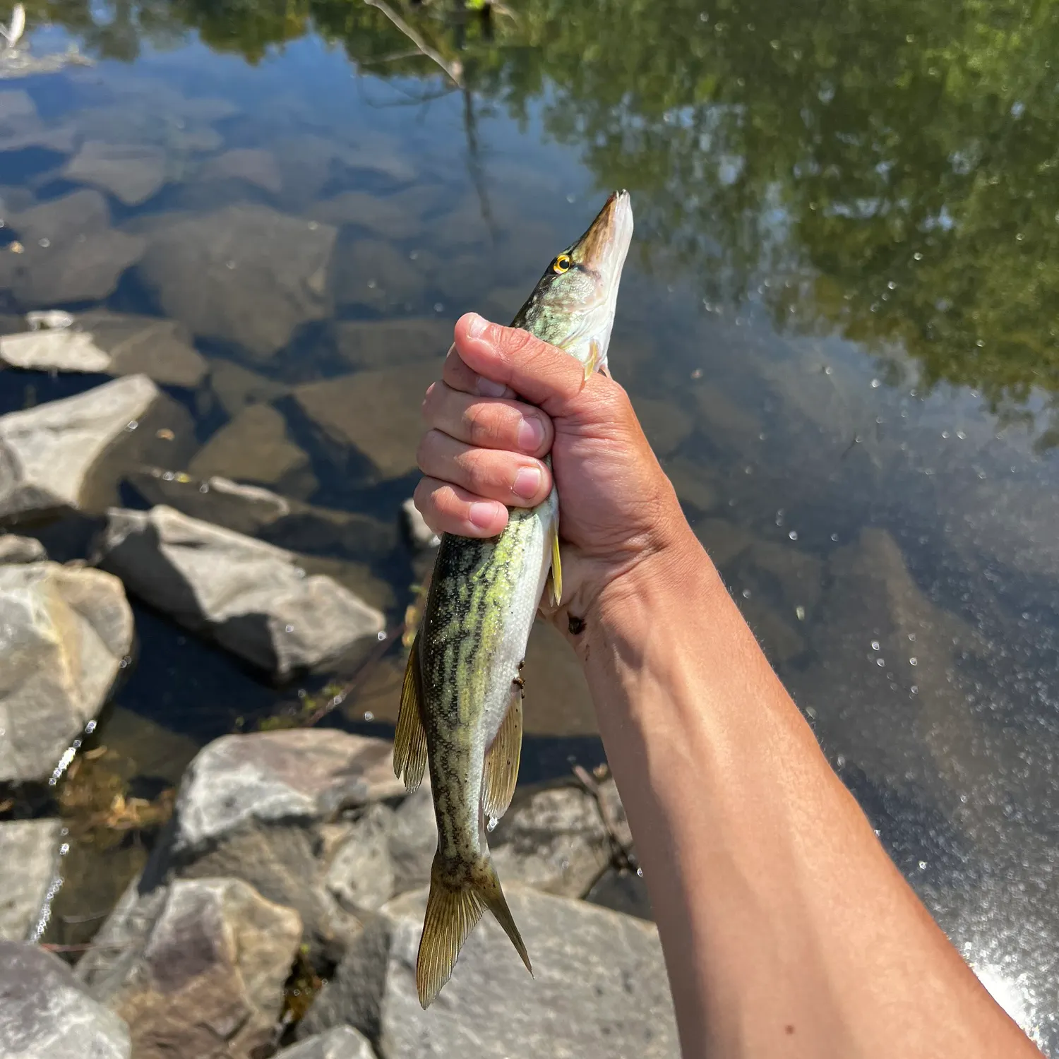 catch