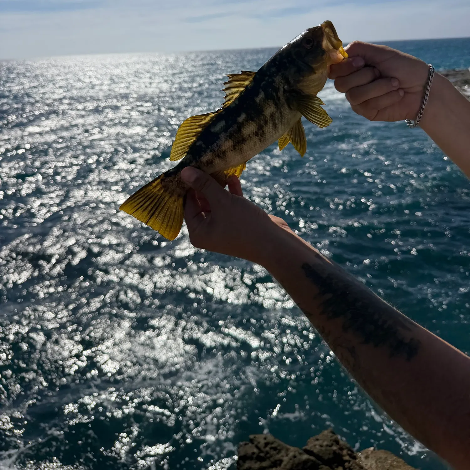 Kelp bass caught on Fishbrain