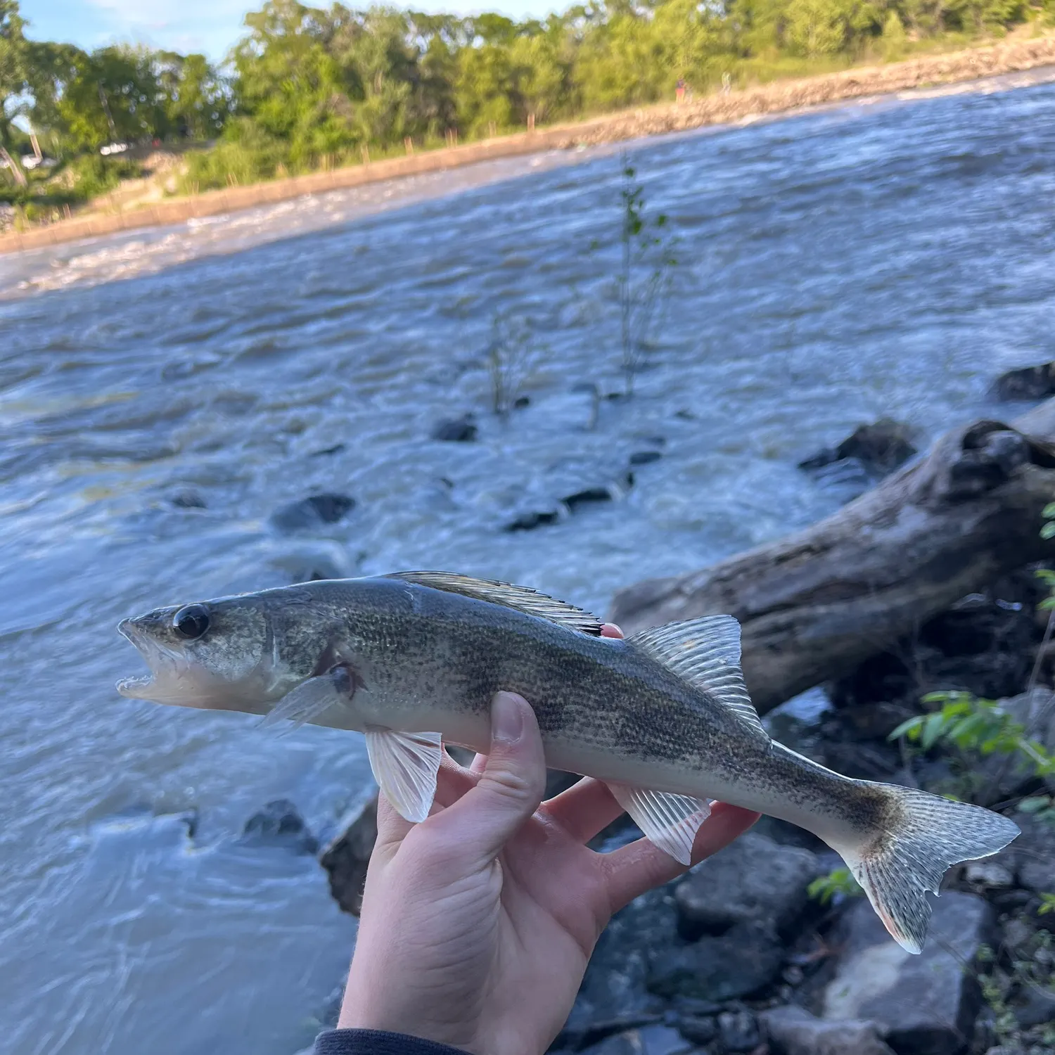 The most recent Saugeye catches on Fishbrain