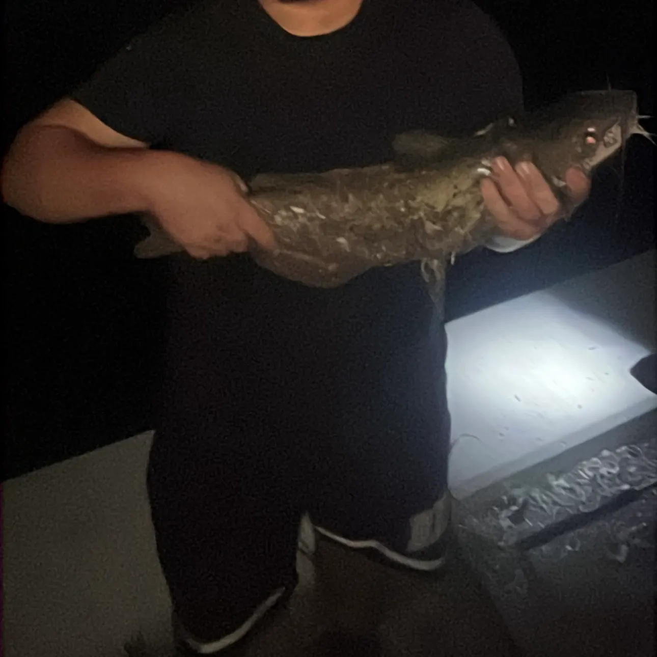 Channel catfish caught on Fishbrain