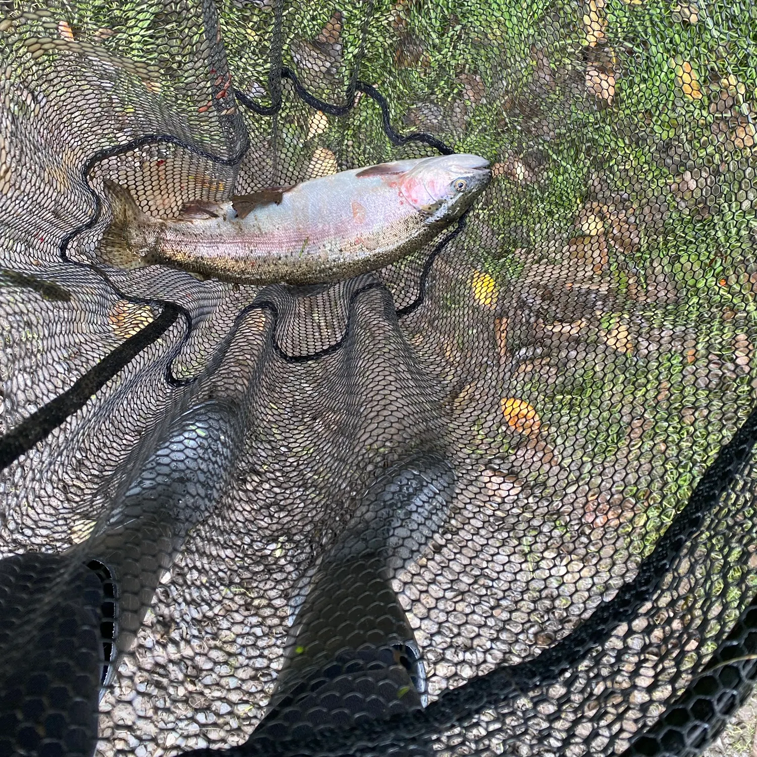 Rainbow trout caught on Fishbrain