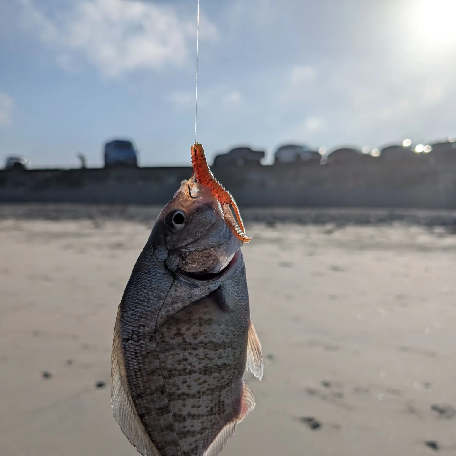 The most recent Barred surfperch catches on Fishbrain