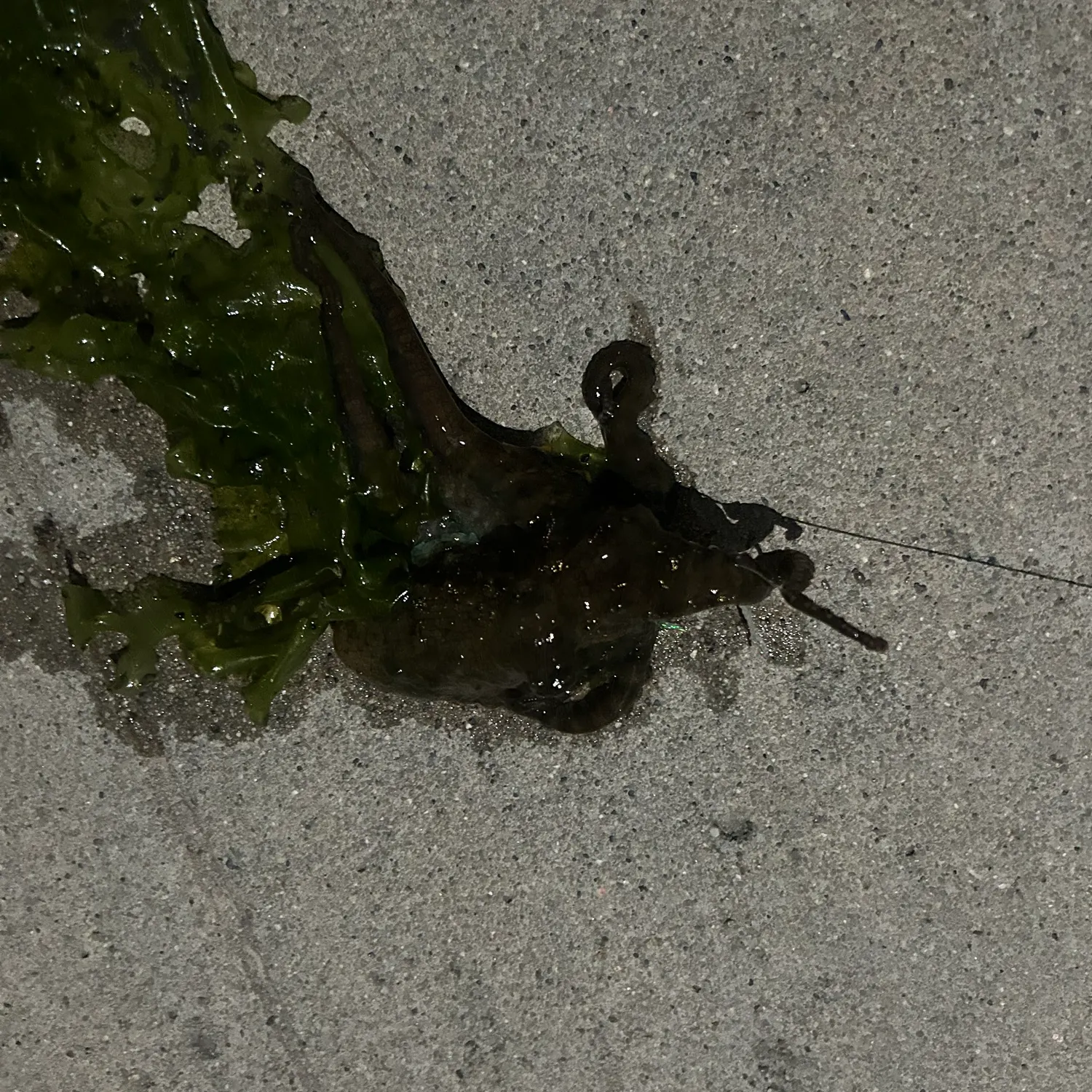 The most recent California two-spot octopus catches on Fishbrain