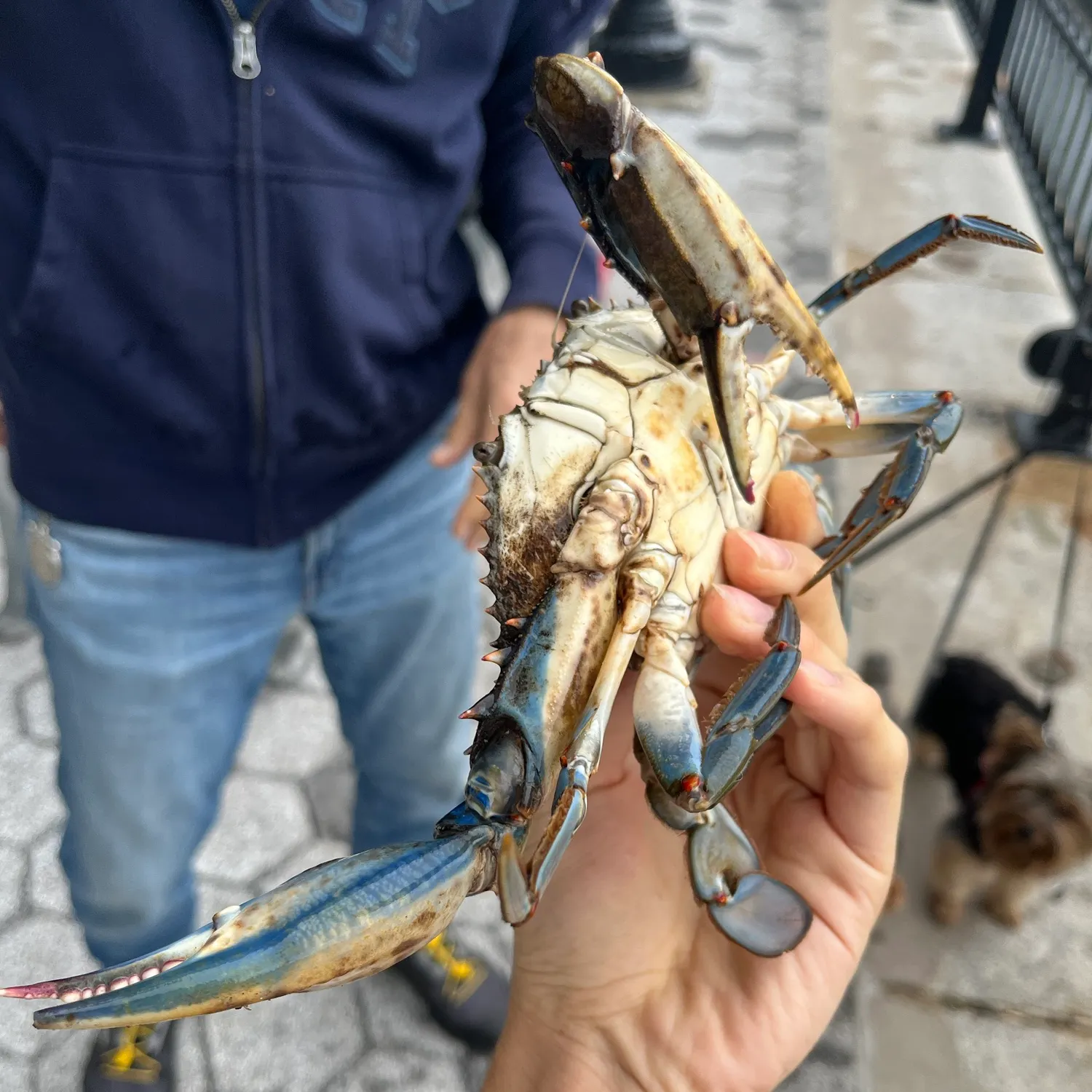 Blue crab caught on Fishbrain