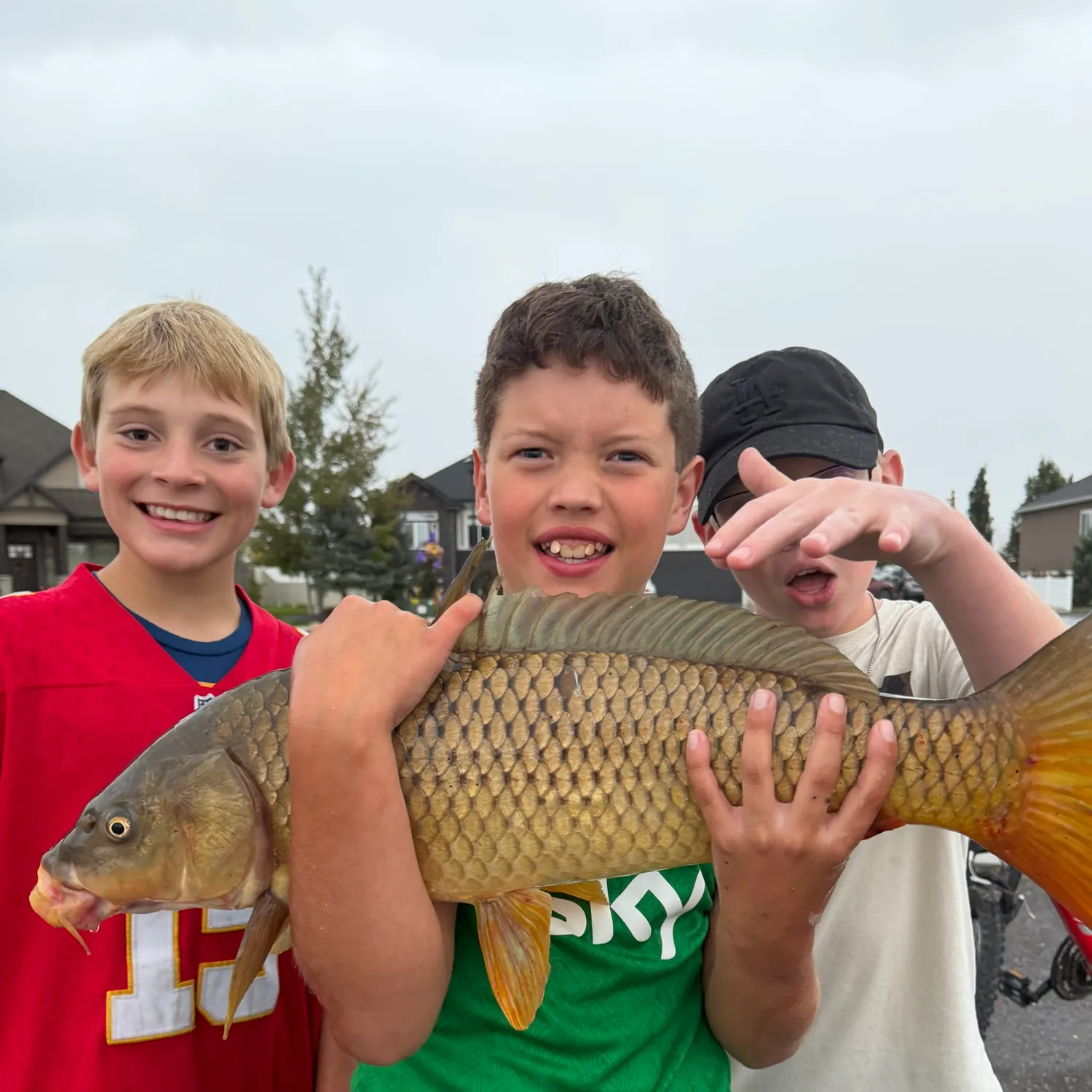 Common carp caught on Fishbrain
