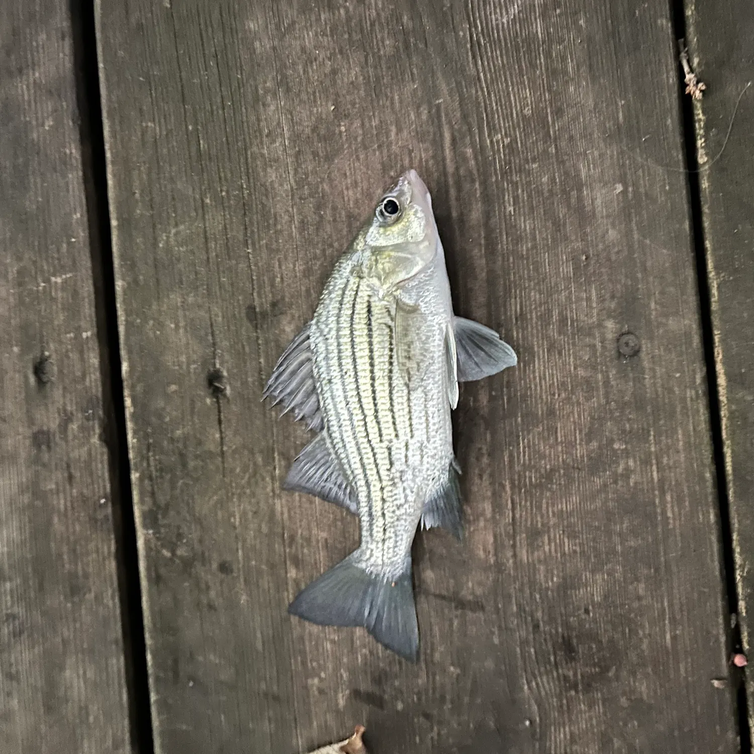 White bass caught on Fishbrain