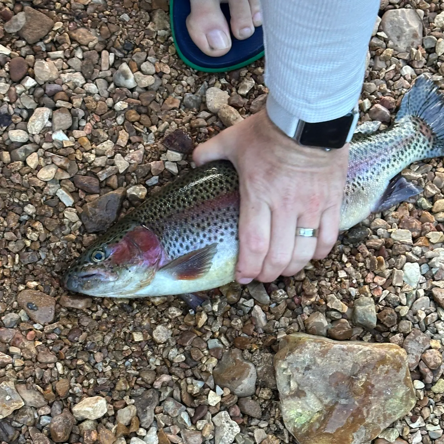 Rainbow trout caught on Fishbrain