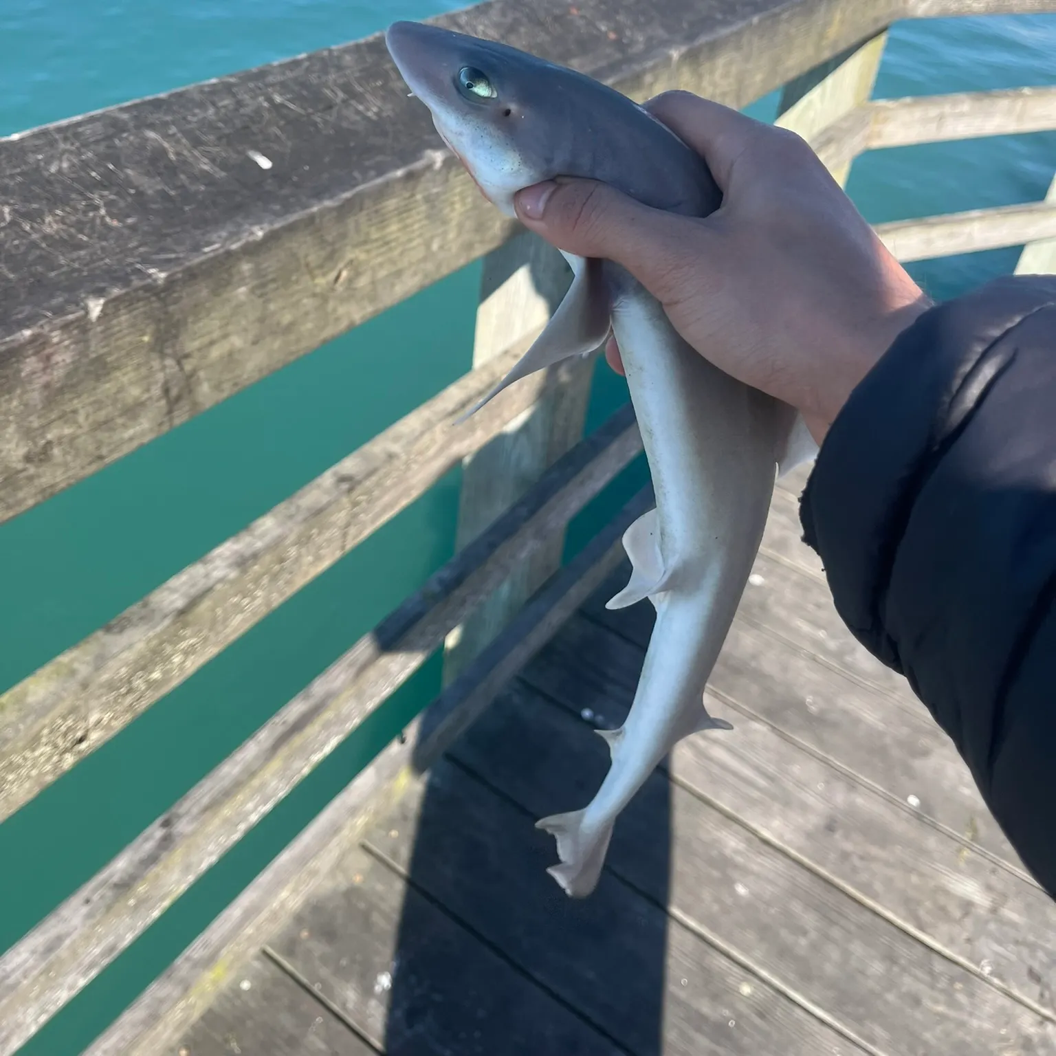 The most recent Dusky smooth-hound catches on Fishbrain