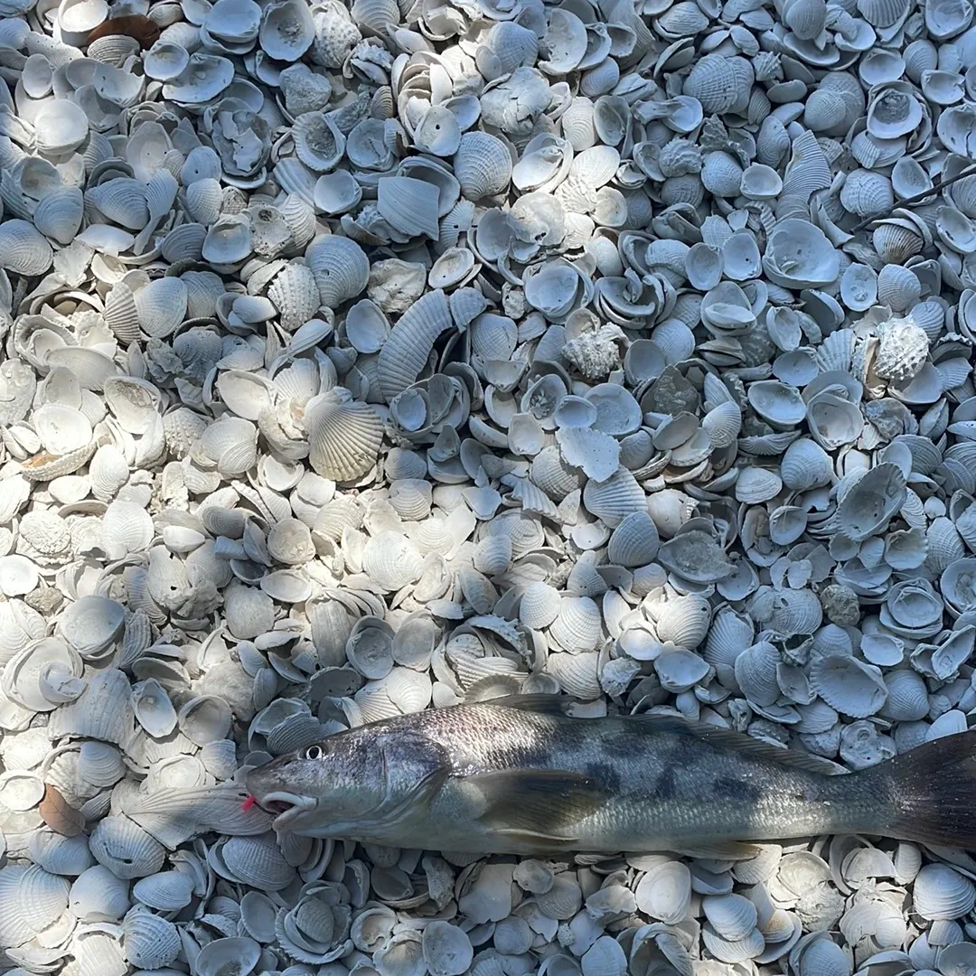 The most recent Southern kingcroaker catches on Fishbrain