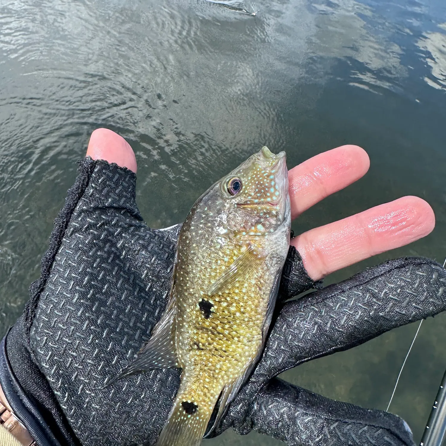 Green sunfish caught on Fishbrain