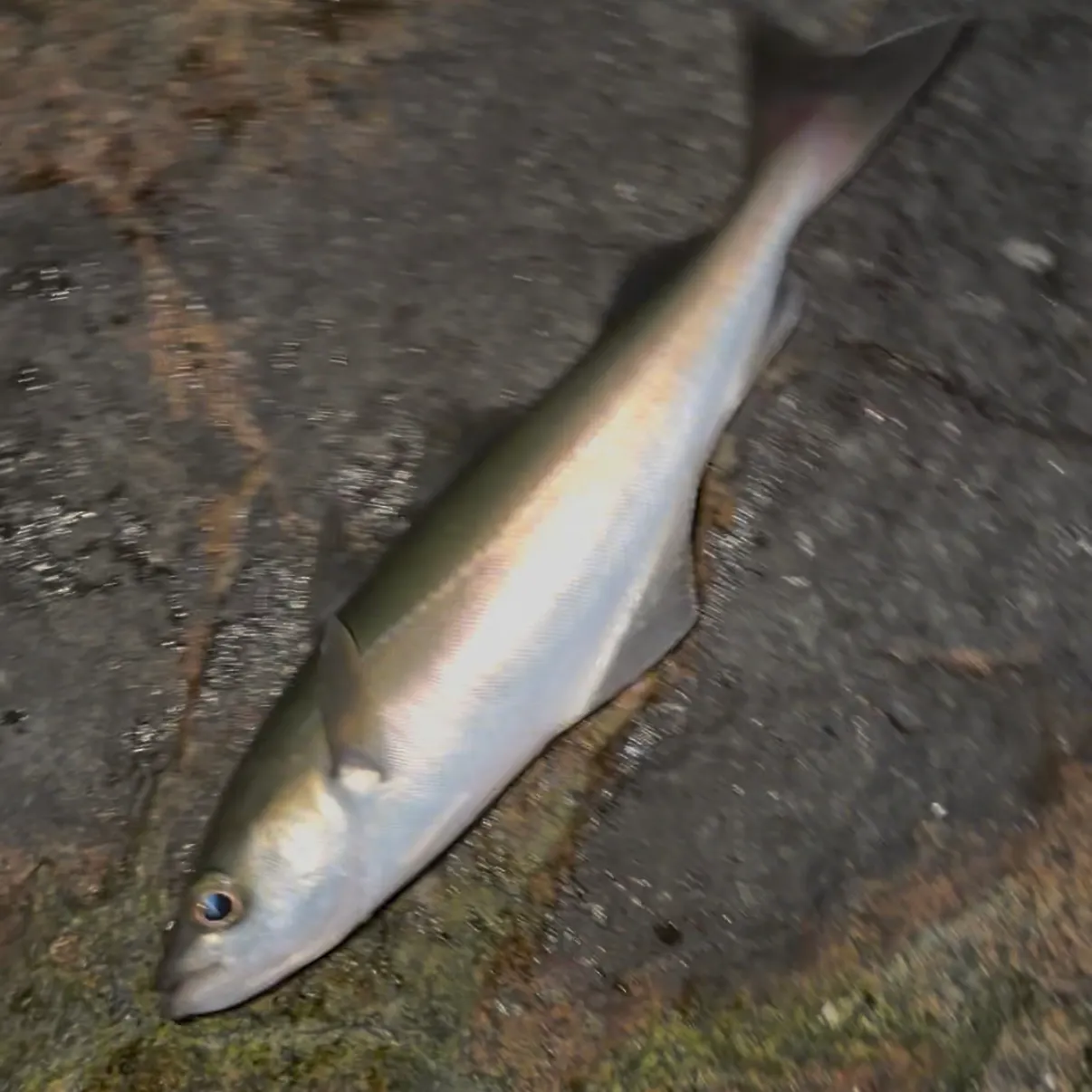 Atlantic pollock caught on Fishbrain