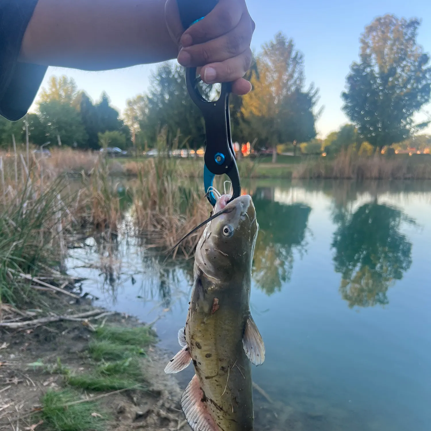 Channel catfish caught on Fishbrain