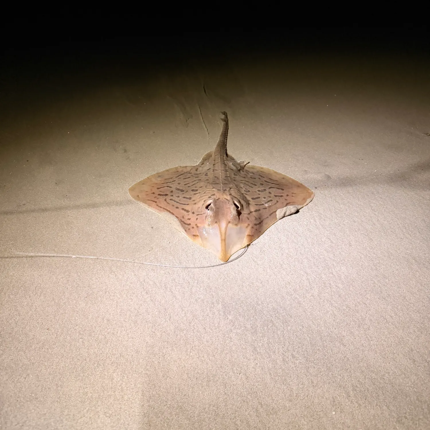 The most recent Clearnose skate catches on Fishbrain