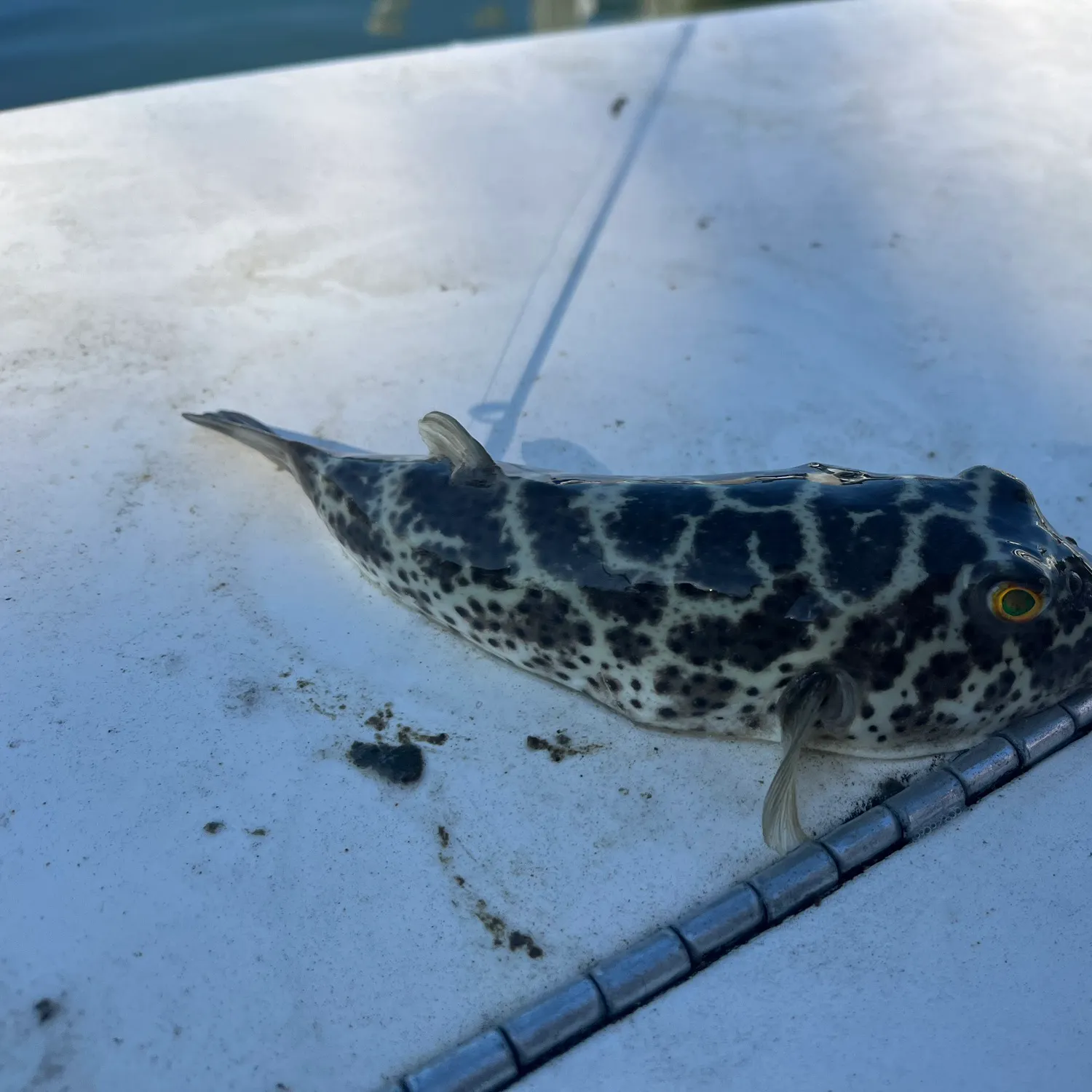The most recent Northern puffer catches on Fishbrain