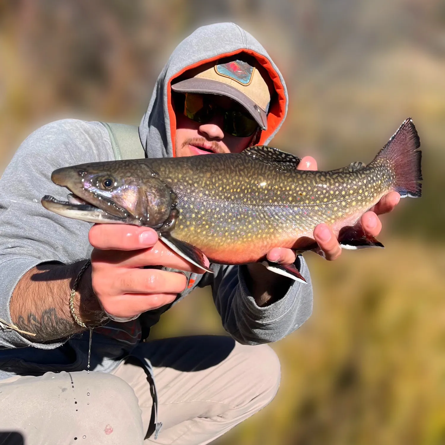 The most recent Brook trout catches on Fishbrain